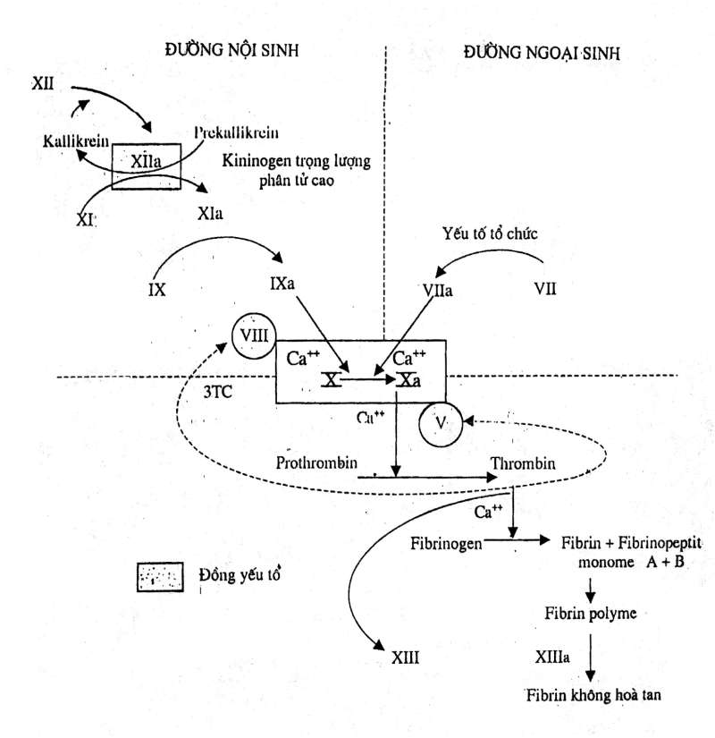 Trình bày cơ chế đông máu bằng sơ đồ? (ảnh 3)