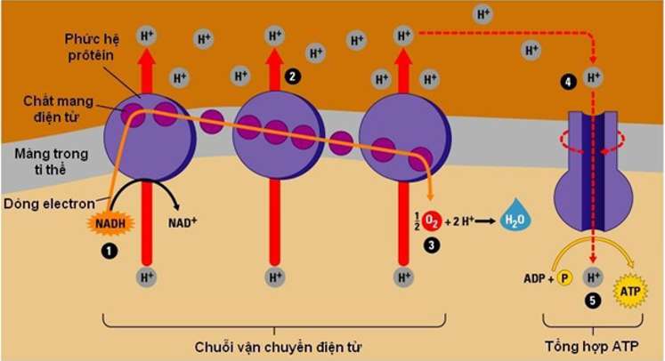 Mô tả các giai đoạn chính của hô hấp tế bào (Hình 2)
