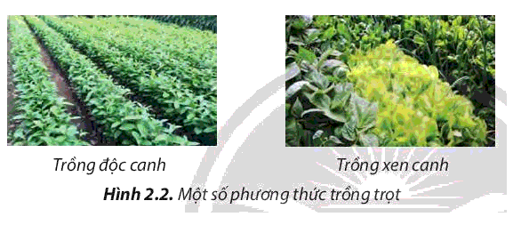 Quan sát Hình 2.2 và trình bày quan điểm khác nhau giữa trồng độc canh và trồng xen canh.
