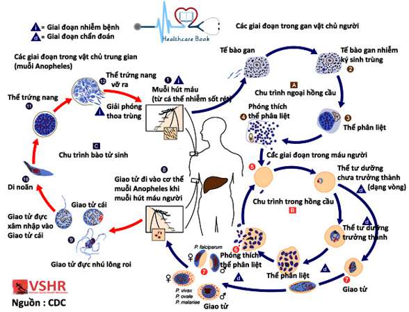 Trình bày sơ đồ vòng đời của trùng sốt rét (ảnh 8)