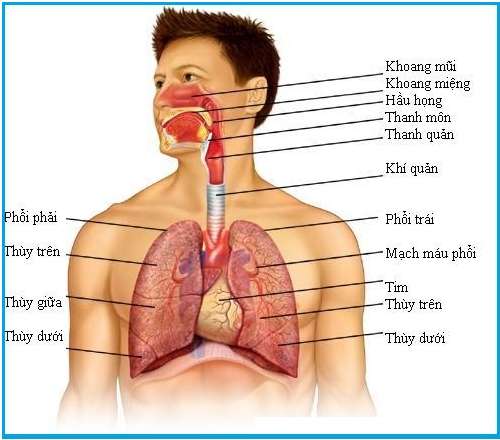 Trình bày tóm tắt quá trình hô hấp ở cơ thể người chi tiết nhất