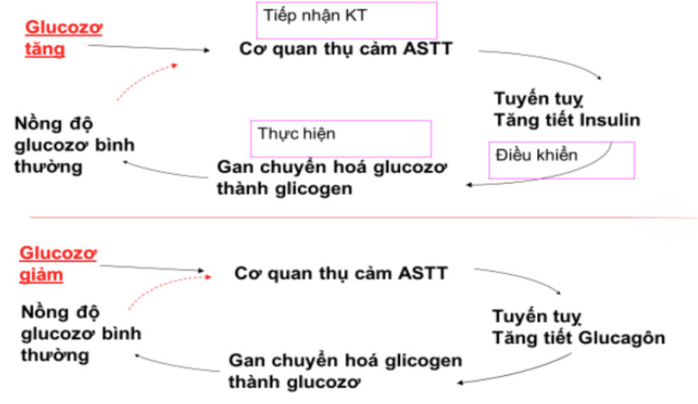 Trình bày vai trò của gan và thận trong cân bằng áp suất thẩm thấu