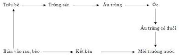 Trình bày vòng đời của sán lá gan bằng sơ đồ (ảnh 4)