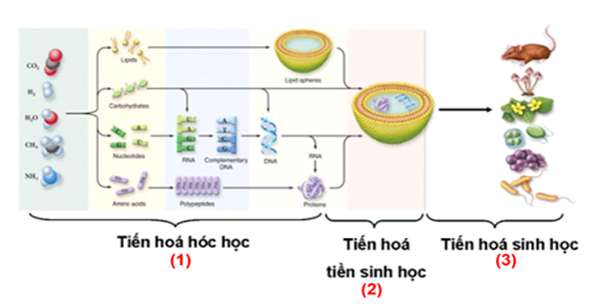 [CHUẨN NHẤT] Trình tự các giai đoạn của tiến hóa phát sinh sự sống trên Trái Đất là