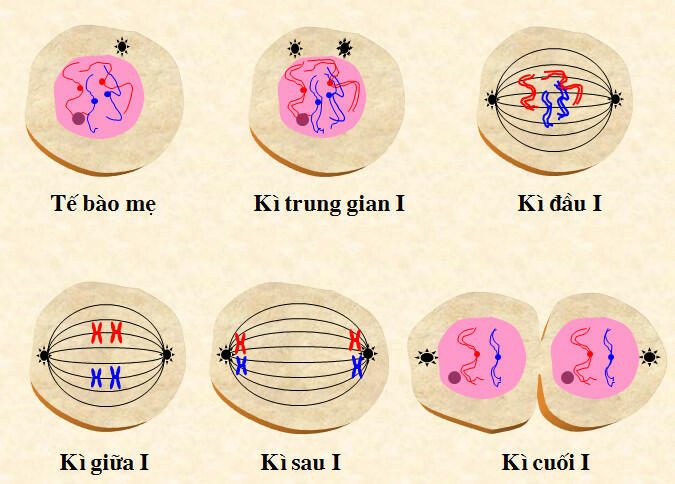 Trong các kì của nguyên phân, nhiễm sắc thể, thoi phân bào và màng nhân có sự thay đổi như thế nào?