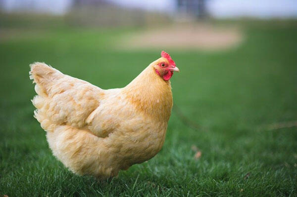 Trong các nhóm thức ăn sau đây, sử dụng nhóm thức ăn nào cho gà là đảm bảo đủ chất dinh dưỡng?