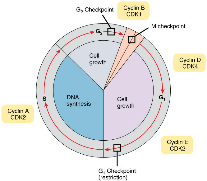 Trong chu kì tế bào, pha nào có nhiều thay đổi về thành phần trong tế bào và pha nào có nhiều thay đổi về hình thái? Hai pha này có mối quan hệ với nhau như thế nào?