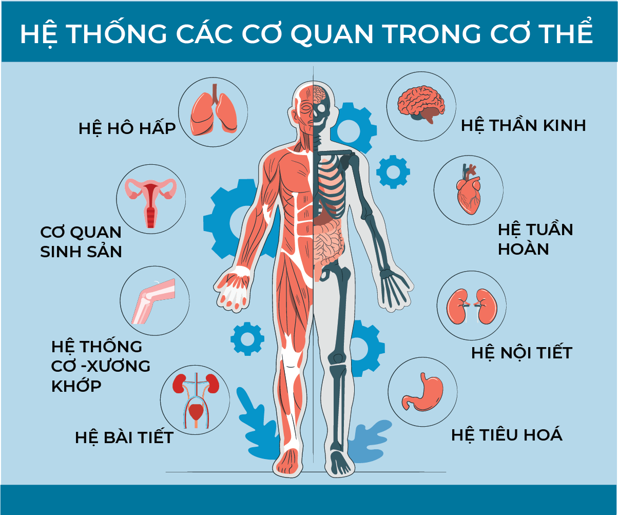 Trong Cơ Thể Người Ngoài Hệ Thần Kinh Và Hệ Nội Tiết Thì Hệ Cơ Quan Nào Có Mối Liên Hệ Trực 4582