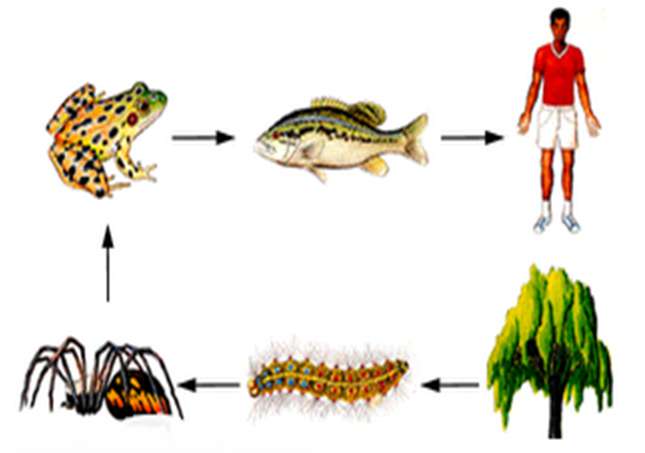 Trong hệ sinh thái lưới thức ăn thể hiện mối quan hệ gì? (ảnh 2)