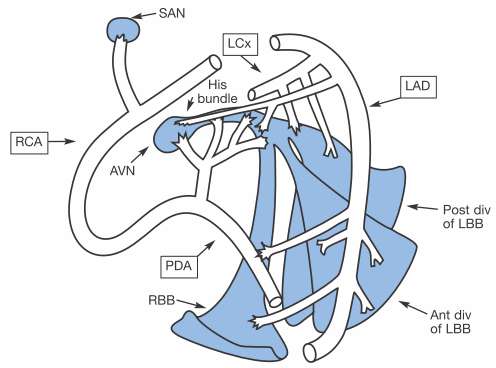 Trong hệ tuần hoàn của người, cấu trúc nào sau đây thuộc hệ dẫn truyền tim?