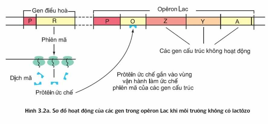 Trong mô hình cấu trúc của Ôp êron Lac, gen điều hòa là nơi