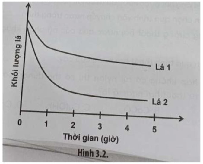 Bài 3.8 trang 12 SBT Sinh học 11: Trong một thí nghiệm người ta sử dụng lá của hai loài khác nhau với diện tích bề mặt và khối lượng lá bằng nhau