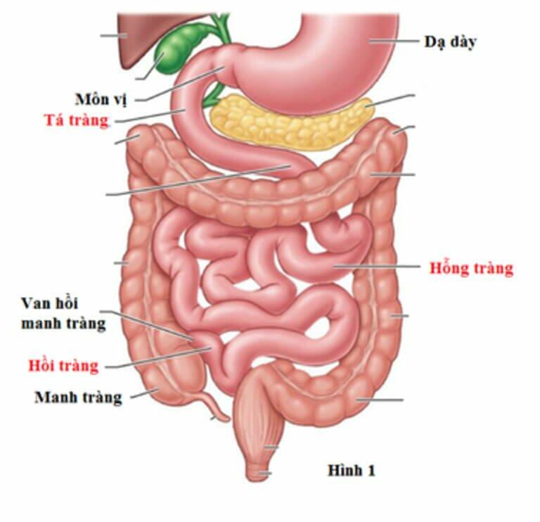 Trong ống Tiêu Hoá ở Người Dịch Ruột được Tiết Ra Khi Nào