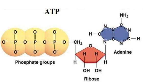 Trong quá trình hô hấp ở tế bào nhân thực từ 1 phân tử glucozơ tạo ra được bao nhiêu ATP