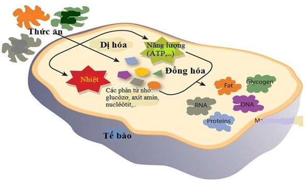 Trong quá trình hô hấp ở tế bào nhân thực từ 1 phân tử glucozơ tạo ra được bao nhiêu ATP (ảnh 2)