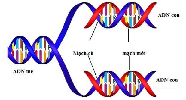 Trong quá trình nhân đôi ADN, các đoạn okazaki được nối lại tạo thành mạch liên tục nhờ hoạt động của loại enzim nào sau đây?