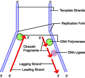 Trong quá trình nhân đôi ADN, trên một mạch khuôn mạch mới tổng hợp liên tục, còn trên mạch khuôn còn lại mạch mới được tổng hợp ngắt quãng theo từng đoạn. Hiện tượng này xảy ra do?