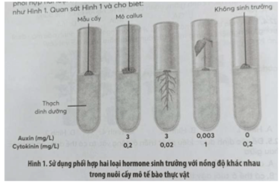 Câu 1 trang 76 SBT Sinh học 11: Trong quá trình nuôi cấy mô tế bào thực vật, người ta tiến hành sử dụng phối hợp hai loại hormone sinh trưởng với nồng độ khác nhau, được mô tả như Hình 1.