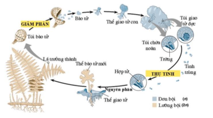 Câu 3 trang 86 SBT Sinh học 11: Trong vòng đời của dương xỉ, cơ quan nào sau đây thuộc giai đoạn giao tử thể (n)?