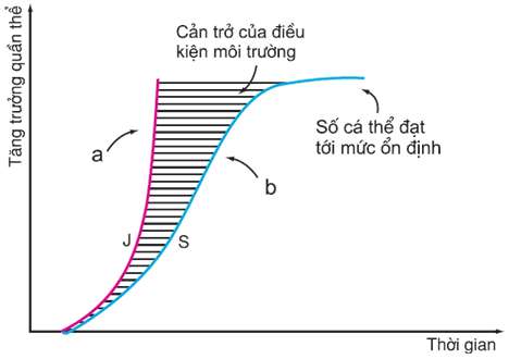 ĐƯỜNG CONG TĂNG TRƯỞNG CỦA QUẦN THỂ SINH VẬT