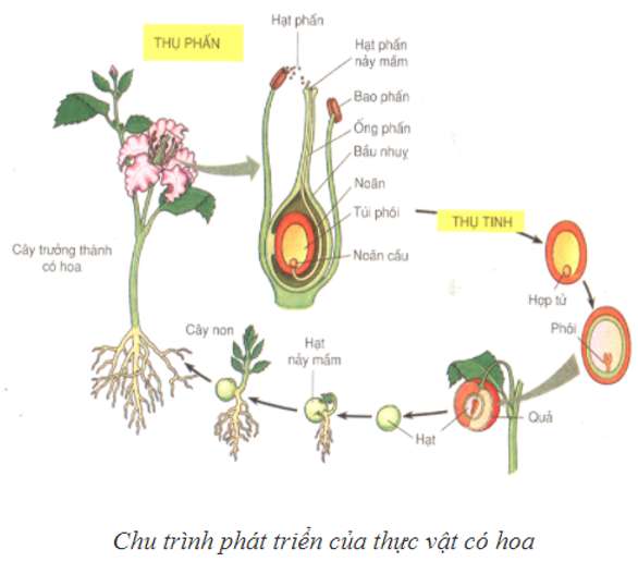 Ứng dụng kiến thức về sinh trưởng và phát triển?