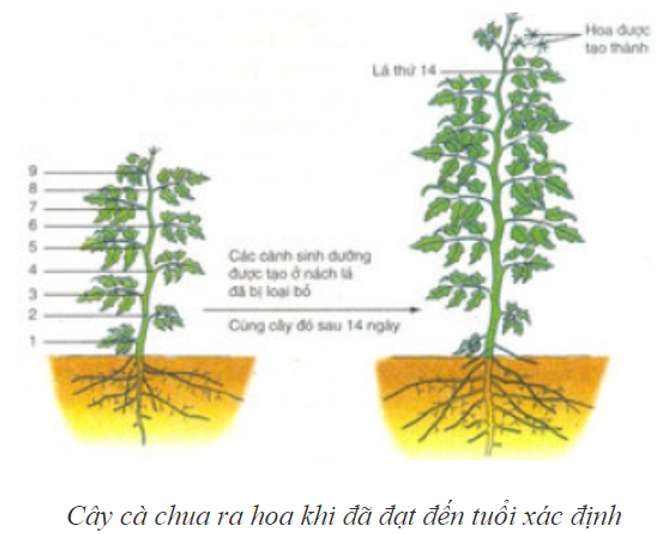 Vận dụng kiến ​​thức về sinh trưởng và phát triển?  (ảnh 2)