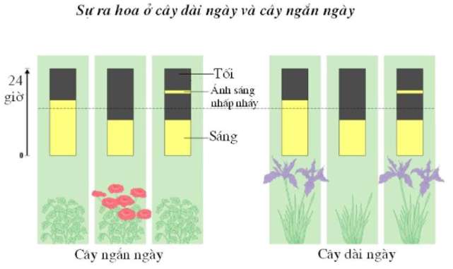 Vận dụng kiến ​​thức về sinh trưởng và phát triển?  (ảnh 3)