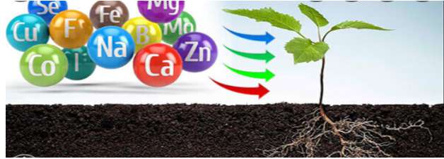 Vai trò của các nguyên tố hóa học đối với thực vật như thế nào?