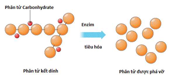 Vai trò của enzim trong quá trình chuyển hóa vật chất là gì?
