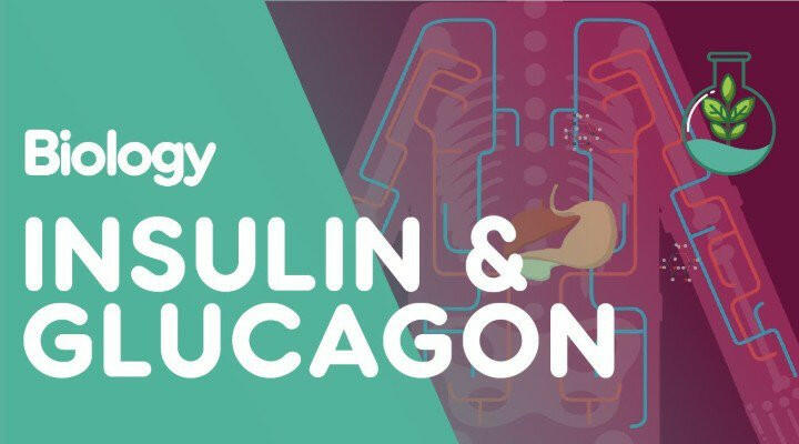 Vai trò của insulin và glucagon là gì