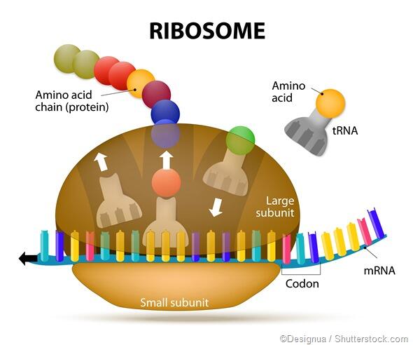 Vai trò của ribosome là gì