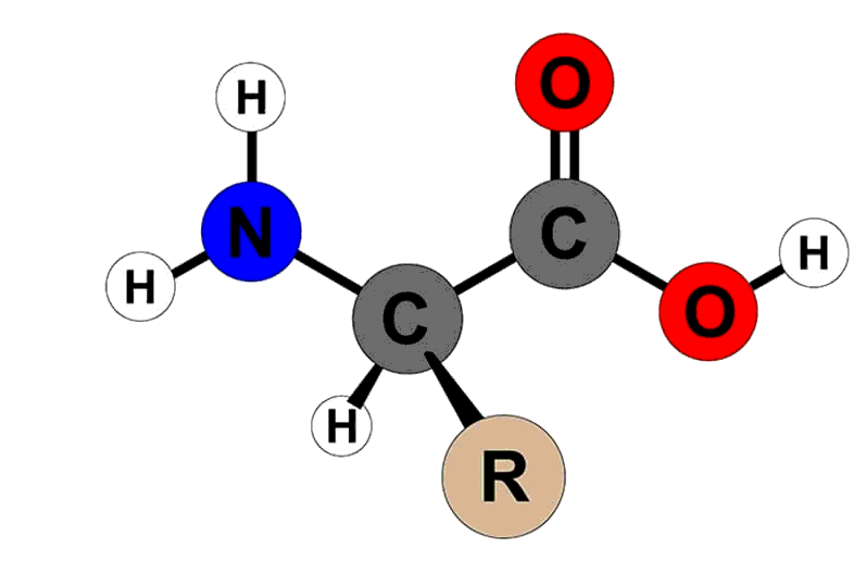 Valin là một loại amino axit thiết yếu