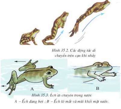 Vào mùa đông ếch đồng có hiện tượng gì? (ảnh 3)