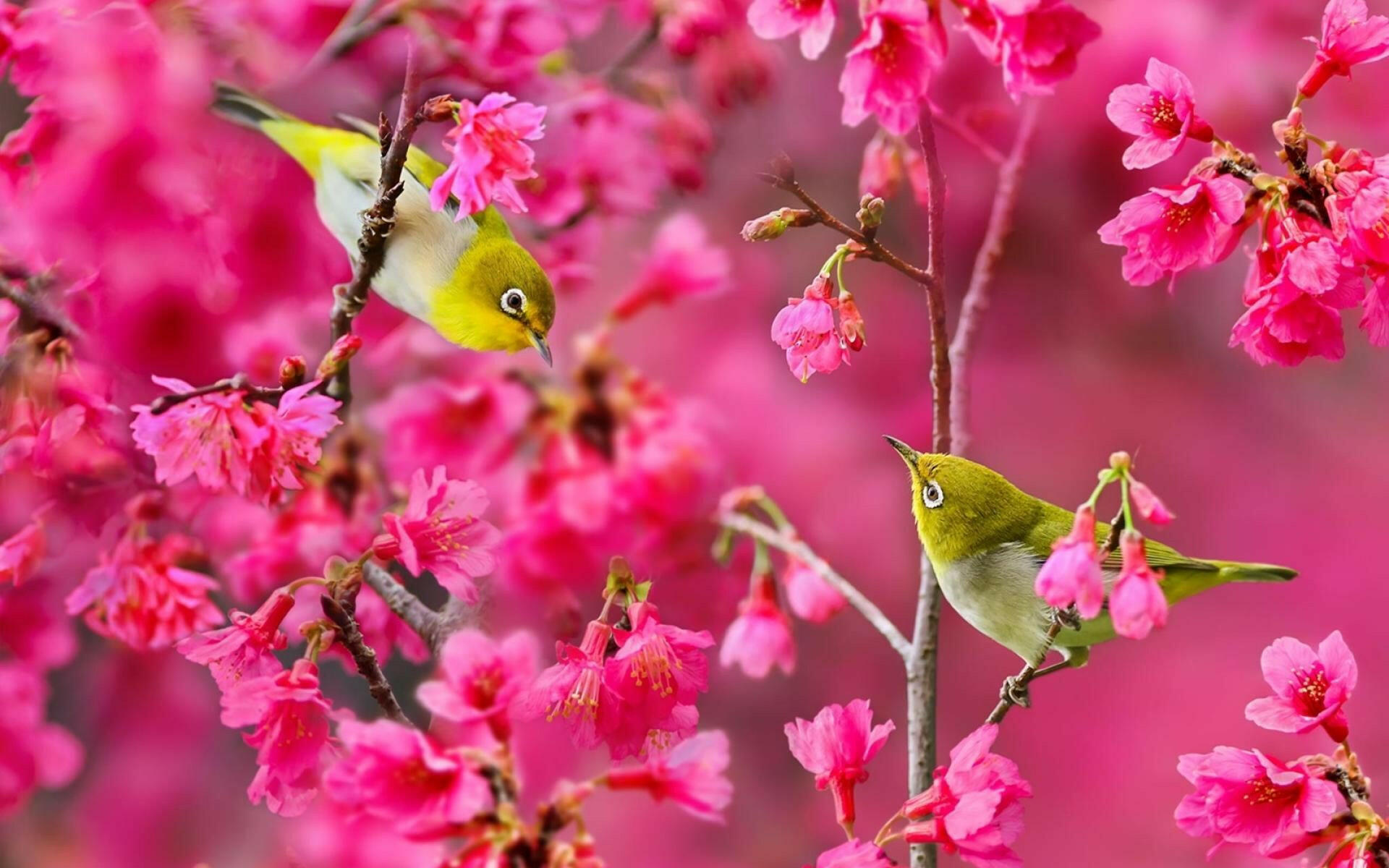 Vẻ đẹp mùa xuân qua hình ảnh “lộc” (Bài thơ “Mùa xuân nho nhỏ”)