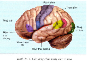 Vẽ sơ đồ đại não và trình bày hình dạng cấu tạo ngoài