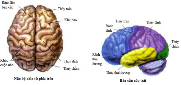 Vẽ sơ đồ đại não và trình bày hình dạng cấu tạo ngoài (ảnh 3)