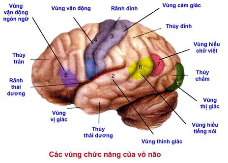 Vẽ sơ đồ đại não và trình bày hình dạng cấu tạo ngoài (ảnh 4)