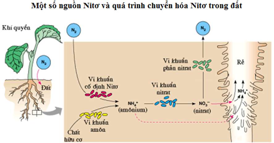 Vẽ sơ đồ quá trình chuyển hóa nitơ trong đất dễ hiểu, cực hay