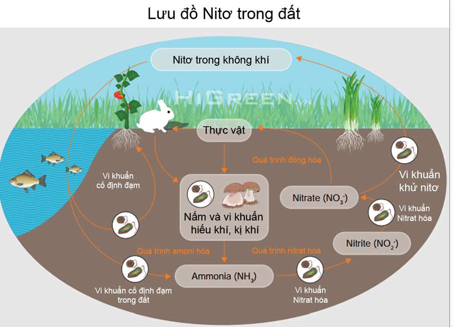 Vẽ sơ đồ quá trình chuyển hóa nitơ trong đất dễ hiểu, cực hay (ảnh 4)