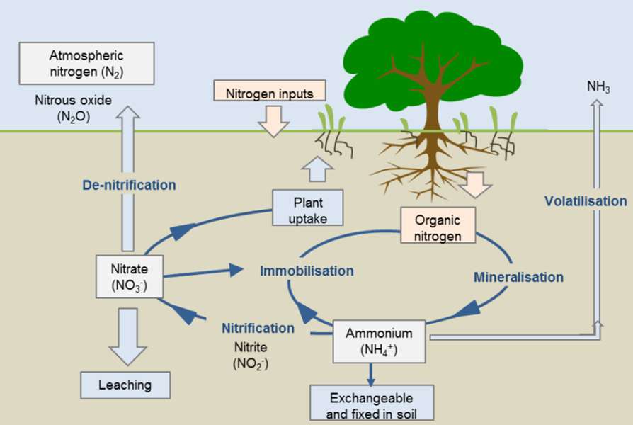 Vẽ sơ đồ quá trình chuyển hóa nitơ trong đất dễ hiểu, cực hay (ảnh 5)