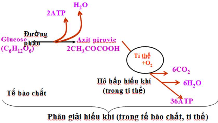Vẽ sơ đồ quá trình hô hấp của cây dễ hiểu, cực hay (ảnh 2)