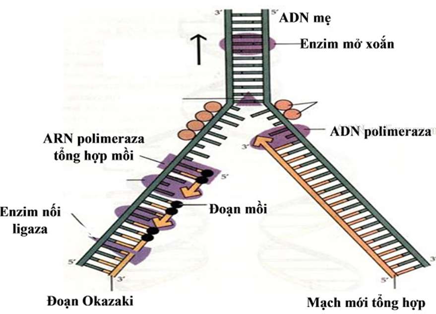 Vẽ sơ đồ quá trình nhân đôi ADN ( ảnh 2)