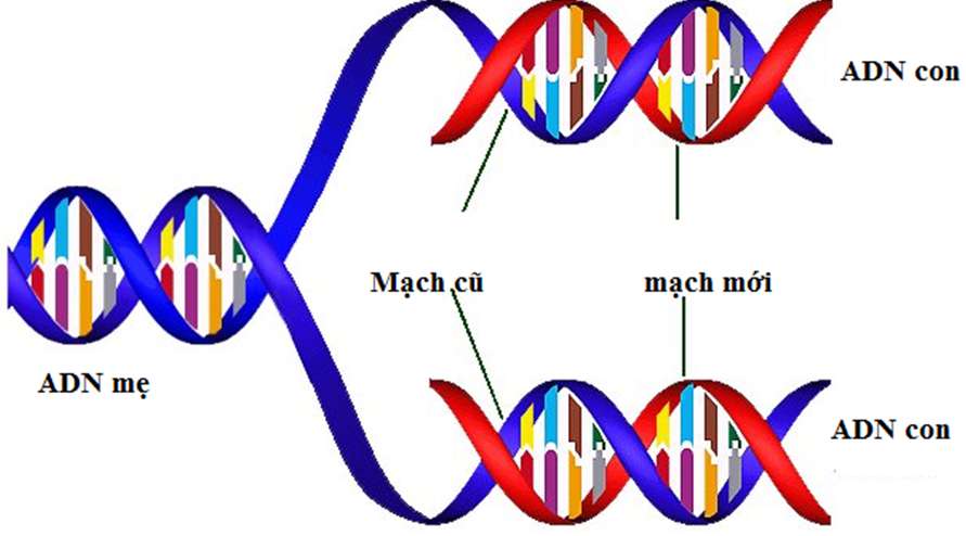 Vẽ sơ đồ quá trình nhân đôi ADN dễ hiểu, cực hay (ảnh 3)