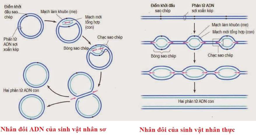 Vẽ sơ đồ quá trình nhân đôi ADN dễ hiểu, cực hay (ảnh 4)