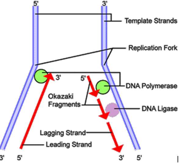 Vẽ sơ đồ quá trình nhân đôi ADN dễ hiểu, cực hay (ảnh 5)