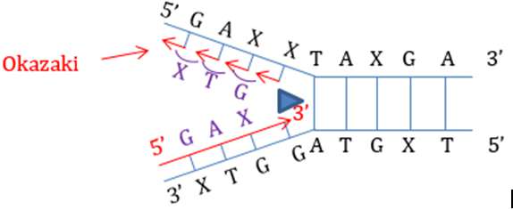 Vẽ sơ đồ quá trình nhân đôi ADN dễ hiểu, cực hay (ảnh 6)