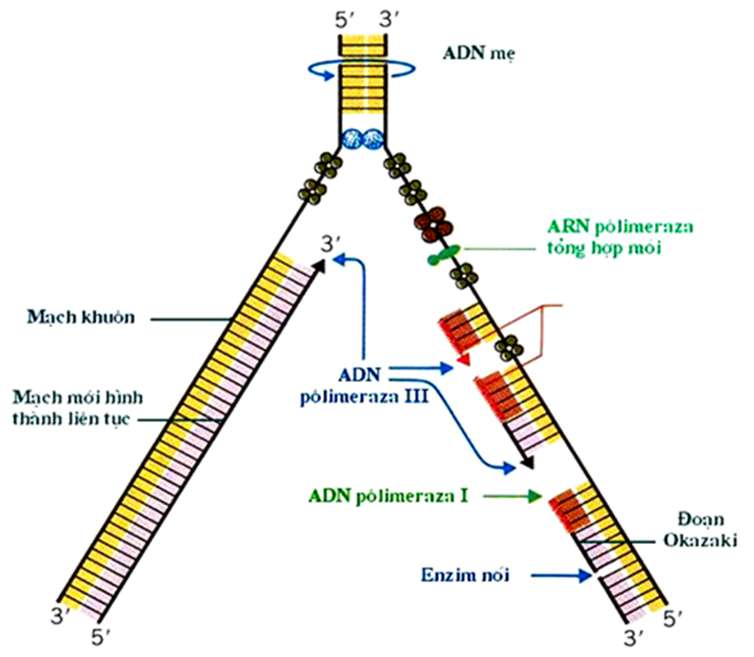Vẽ sơ đồ quá trình nhân đôi ADN dễ hiểu, cực hay (ảnh 7)