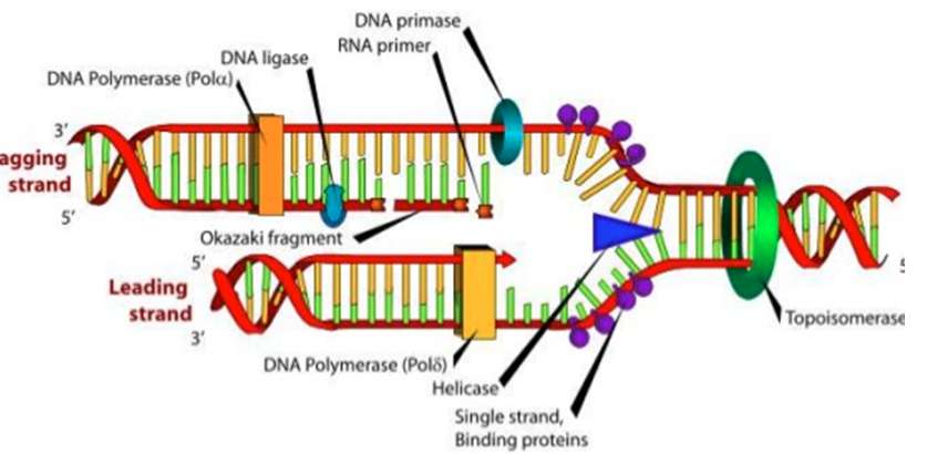 Vẽ sơ đồ quá trình nhân đôi ADN dễ hiểu, cực hay (ảnh 9)