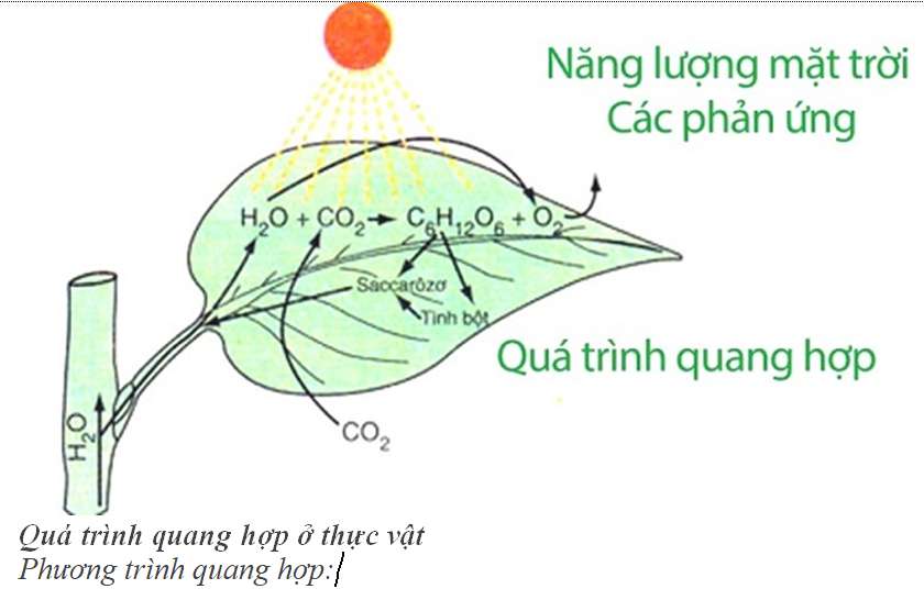 Vẽ sơ đồ quá trình quang hợp của cây dễ hiểu, cực hay (ảnh 2)