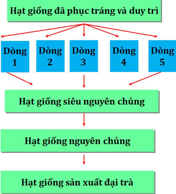 Vẽ sơ đồ quy trình sản xuất giống cây trồng bằng hạt dễ hiểu, cực hay